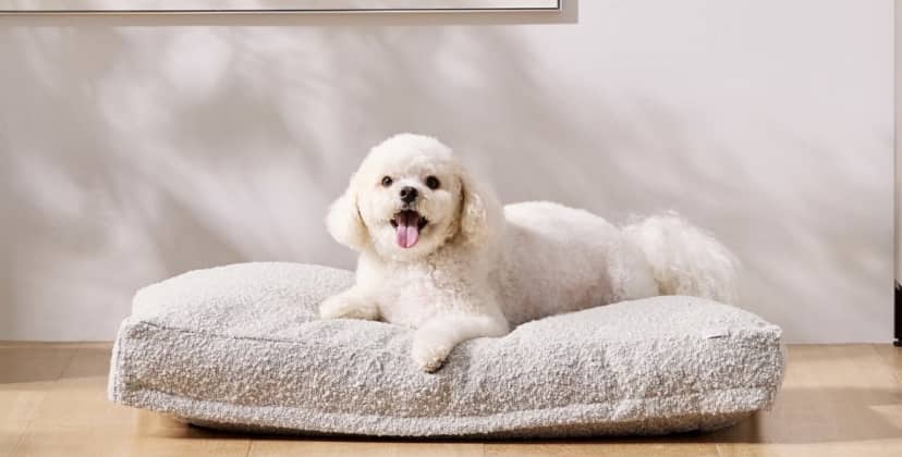 The Best Beds for your Dog