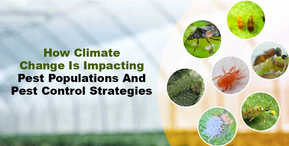 How Climate Change Is Impacting Pest Populations And Pest Control Strategies